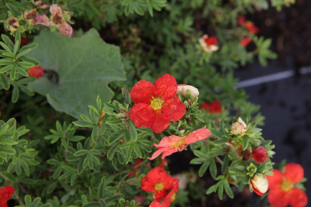 POTENTILLA FRUTICOSA 'MARIAN RED ROBIN'