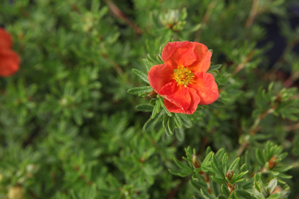 POTENTILLA FRUTICOSA 'RED ACE'