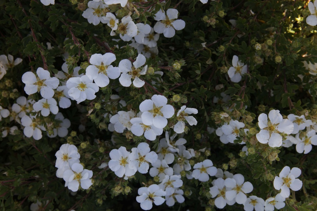 POTENTILLA FRUTICOSA 'WHITE LADY'