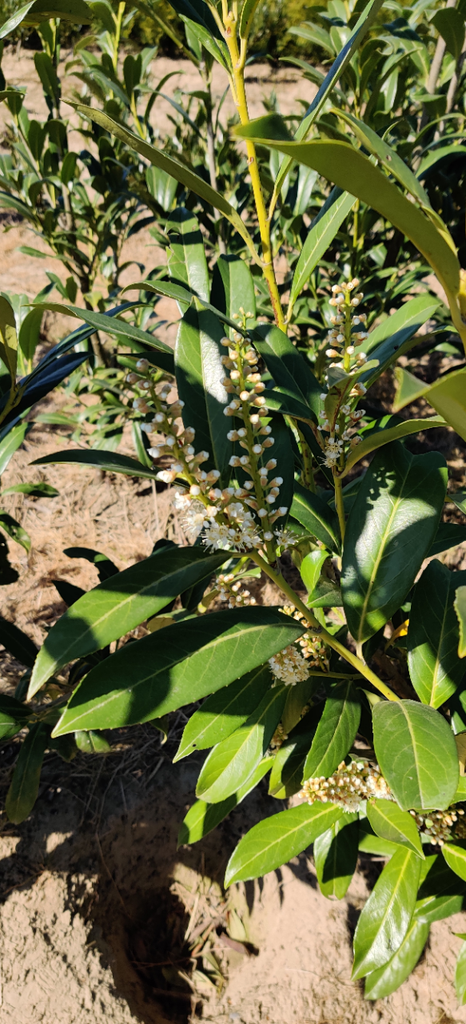 [PLCA80] PRUNUS LAUROCERASUS 'CAUCASICA' (Pot 3 litres, 80-100 cm)