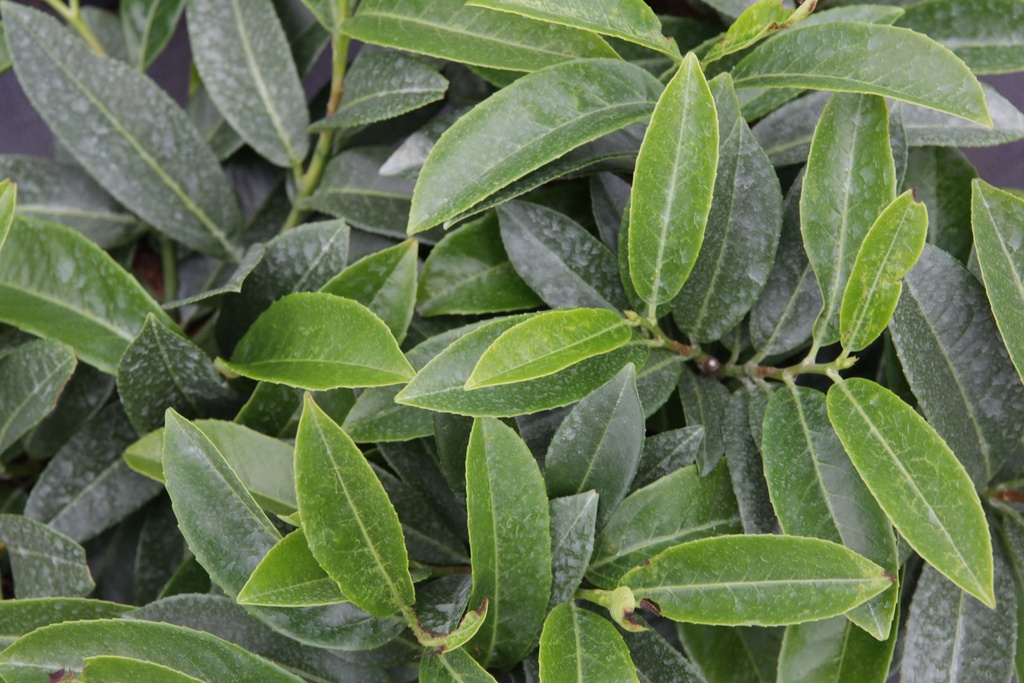 PRUNUS (L) LAUROCERASUS 'MOUNT VERNON'