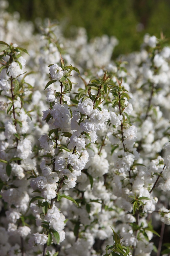 PRUNUS GLANDULOSA 'ALBA PLENA'