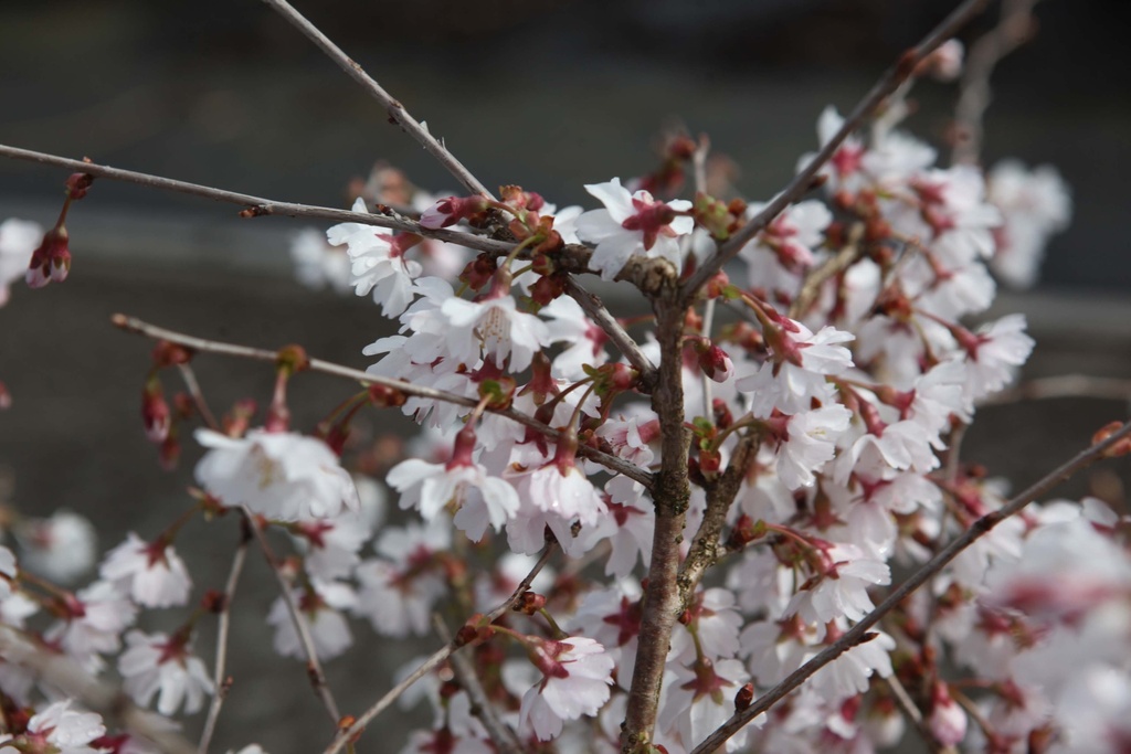 [PIMI30C3] PRUNUS INCISA 'MIKINORI' (Pot 3 liter, 30-40 cm)