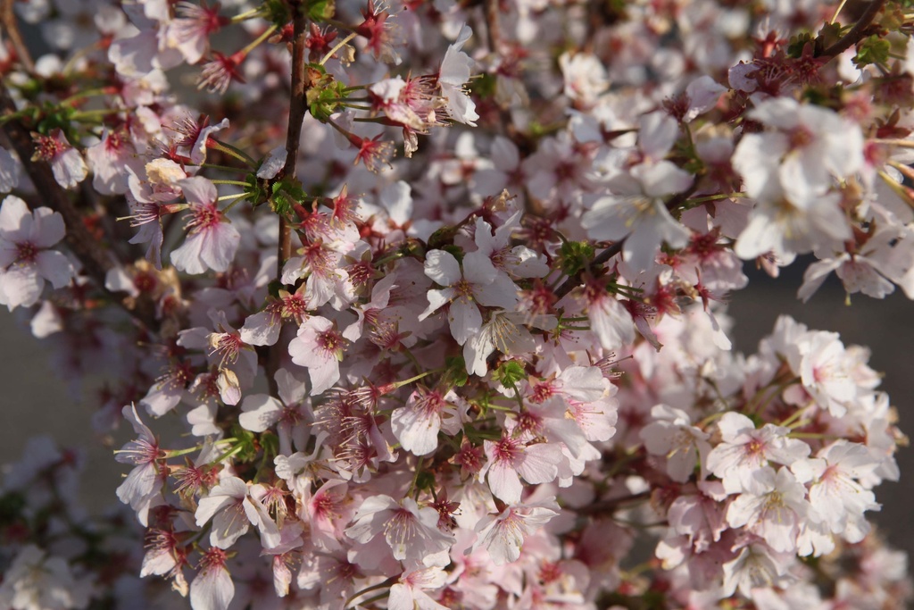 PRUNUS NIPPONICA 'BRILLIANT'