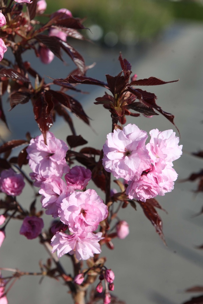 [PSRBU100C12] PRUNUS SERRULATA 'ROYAL BURGUNDY' (Pot 12 liter, 100-125 cm)