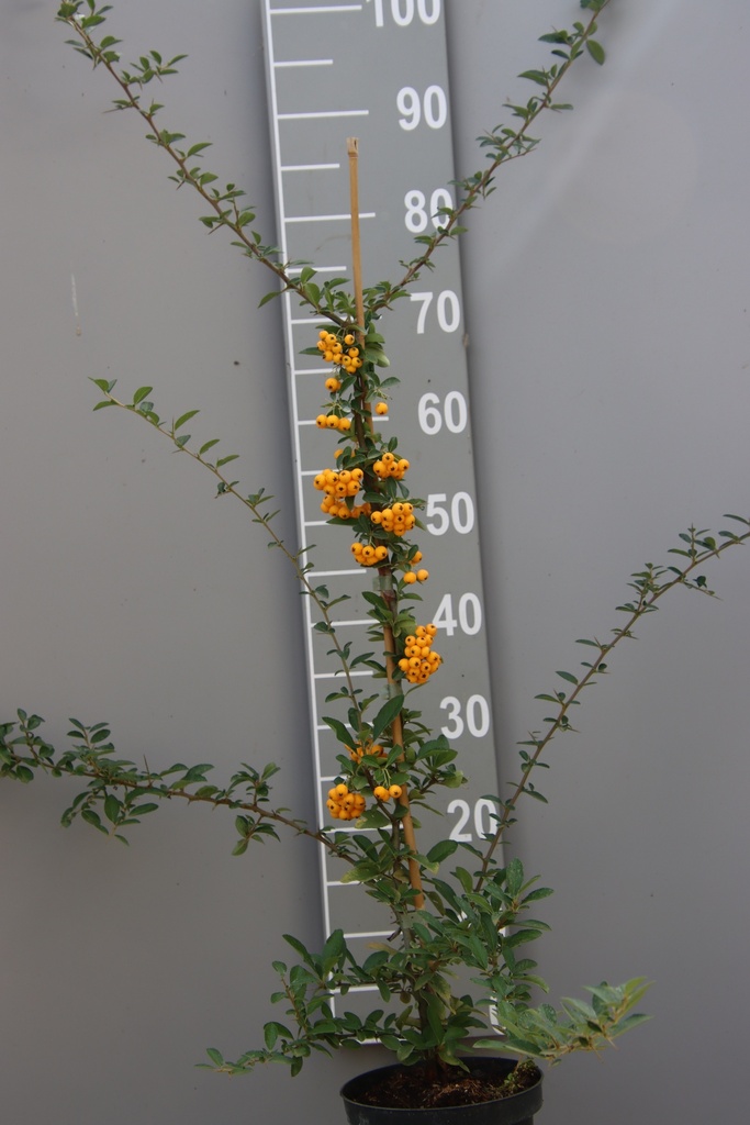 PYRACANTHA 'SOLEIL D'OR'