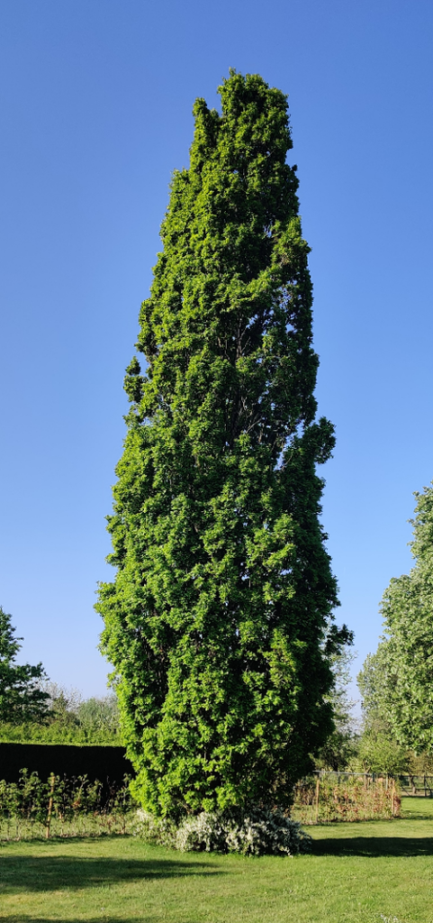 QUERCUS ROBUR 'FASTIGIATE KOSTER'