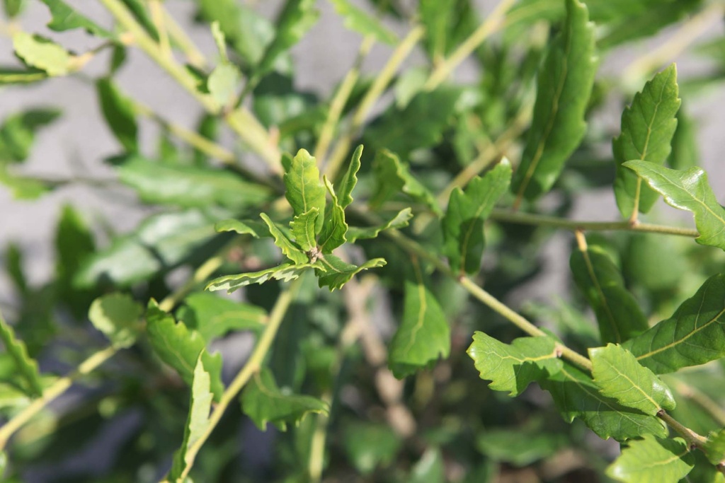 QUERCUS TURNERI 'PSEUDOTURNERI'