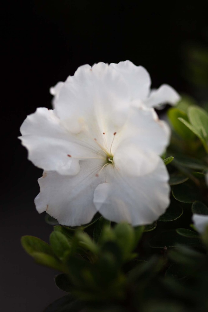 RHODODENDRON (AJ) ENCORE® PURE WHITE