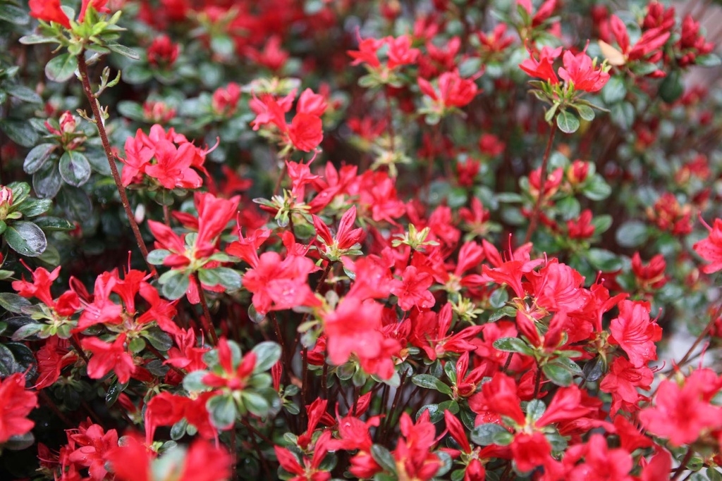 RHODODENDRON (AJ) 'STEWARTSTONIAN'