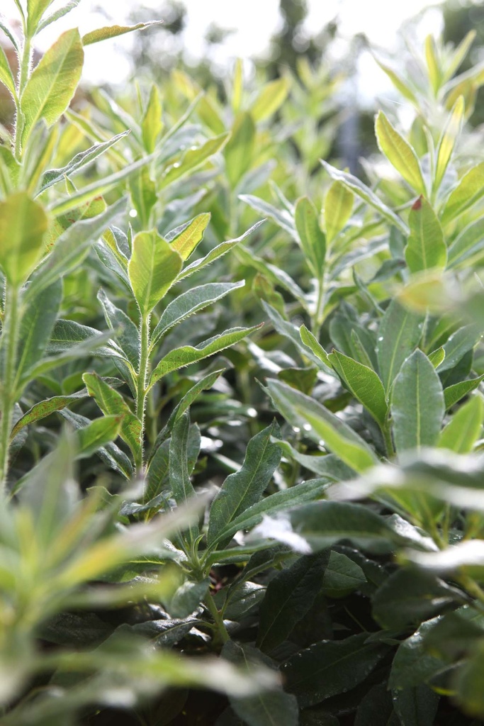RHODODENDRON (AK) 'DAVIESII'