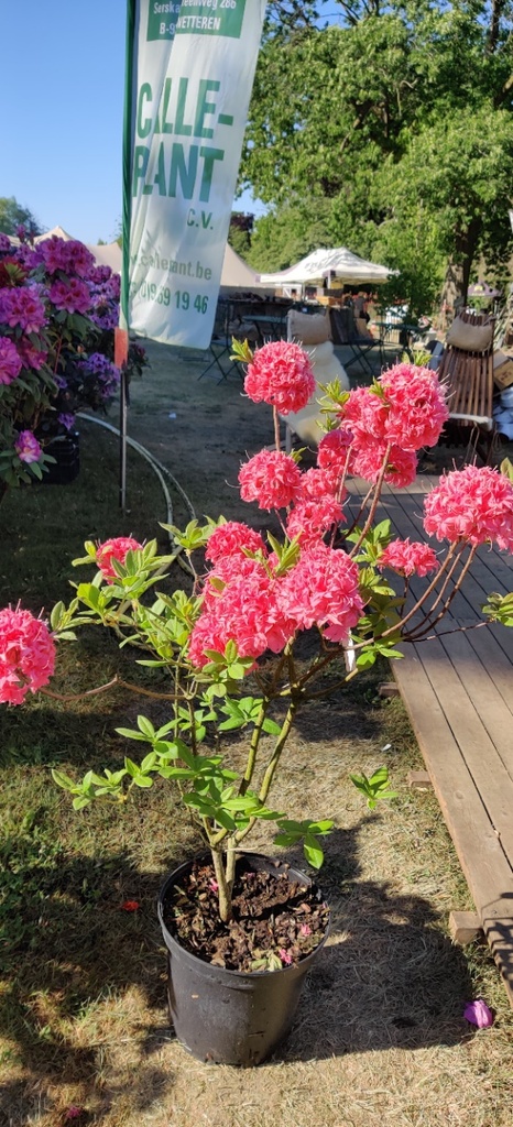 [AKEHHO80] RHODODENDRON (AK) 'HOMEBUSH' (Pot, 80-100 cm)