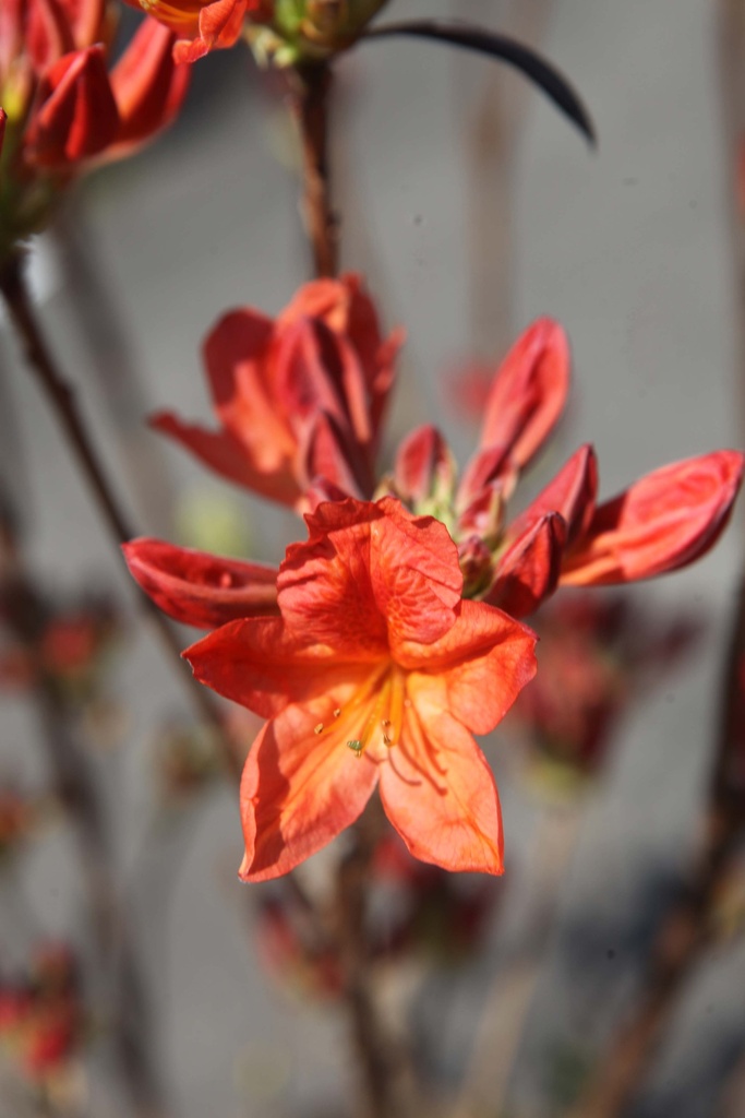 RHODODENDRON (AK) 'KOSTER'S BRILLIANT RED'