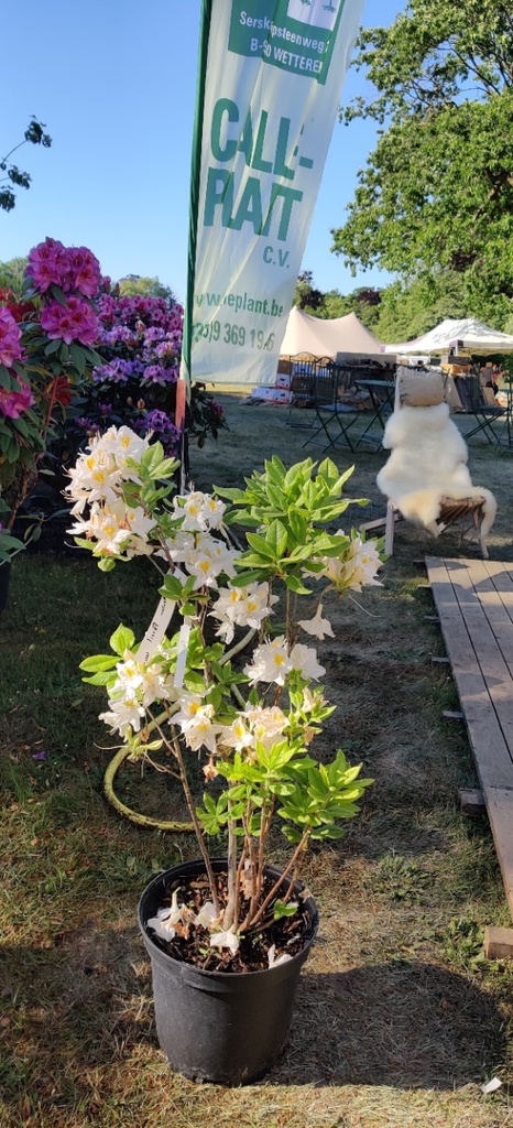 [xx] RHODODENDRON (AK) 'PERSIL' (Pot, 80-100 cm)