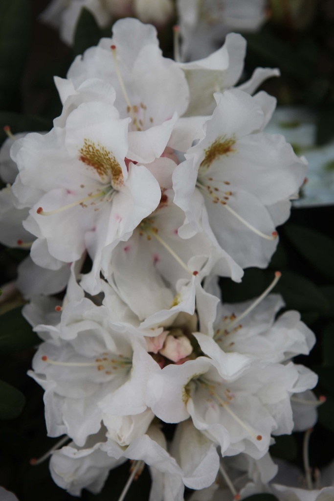 RHODODENDRON (Y) 'PORZELLAN'