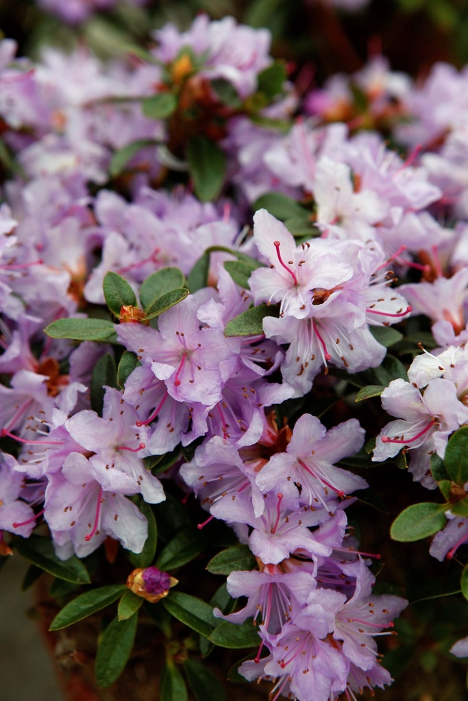 RHODODENDRON 'MOERHEIM'
