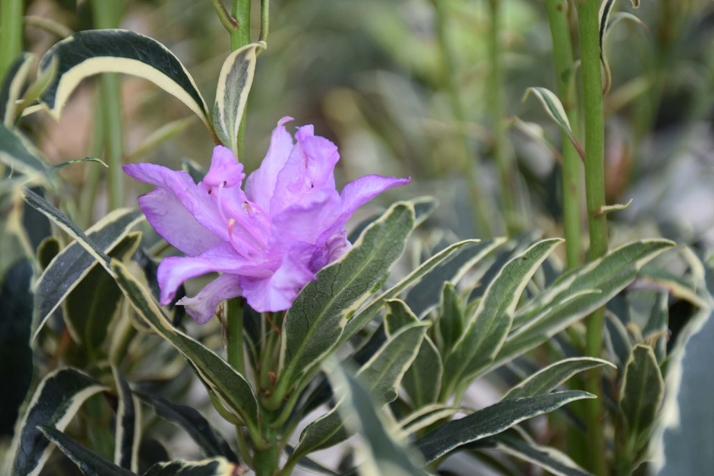 RHODODENDRON PONTICUM 'VARIEGATUM'