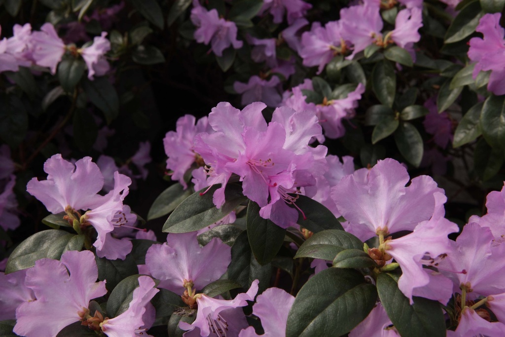 RHODODENDRON 'PRAECOX'