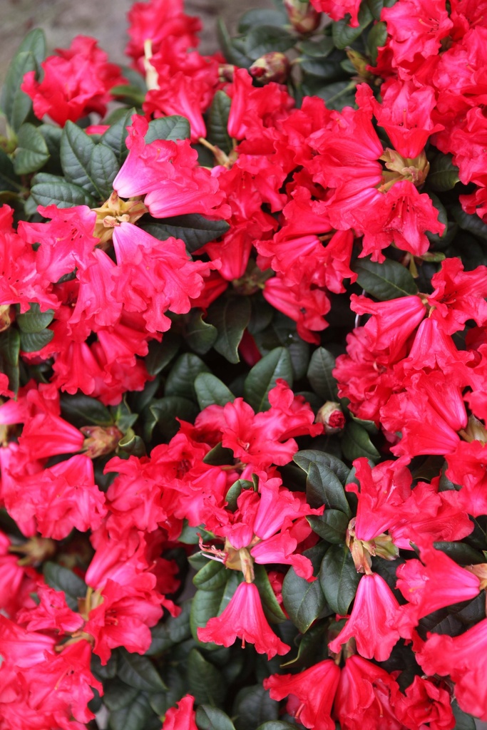 RHODODENDRON 'SCARLET WONDER'