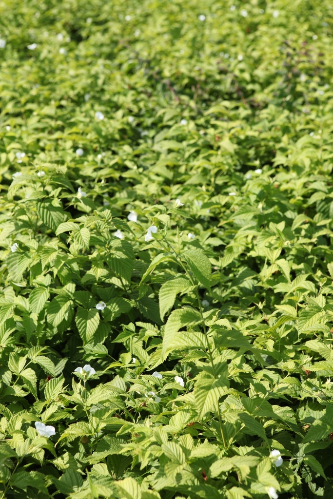 RHODOTYPOS SCANDENS