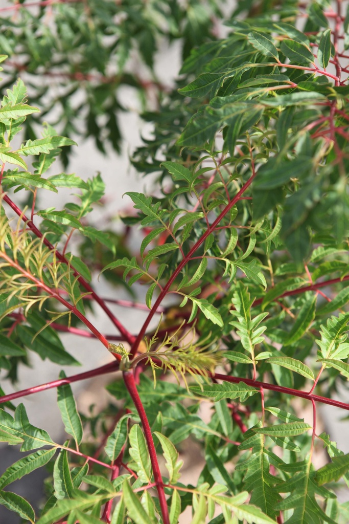 RHUS GLABRA 'LACINIATA'