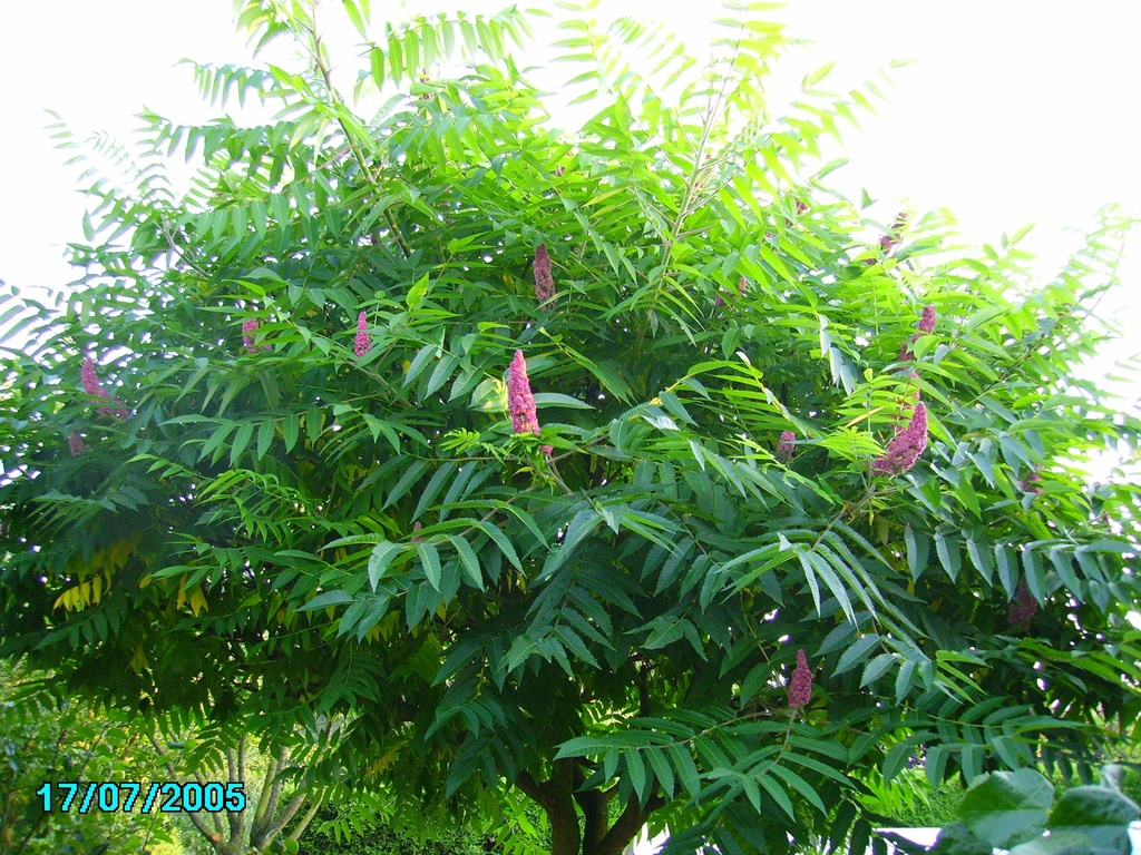 [xx] RHUS TYPHINA (Pot 7 litres, 60-80 cm)
