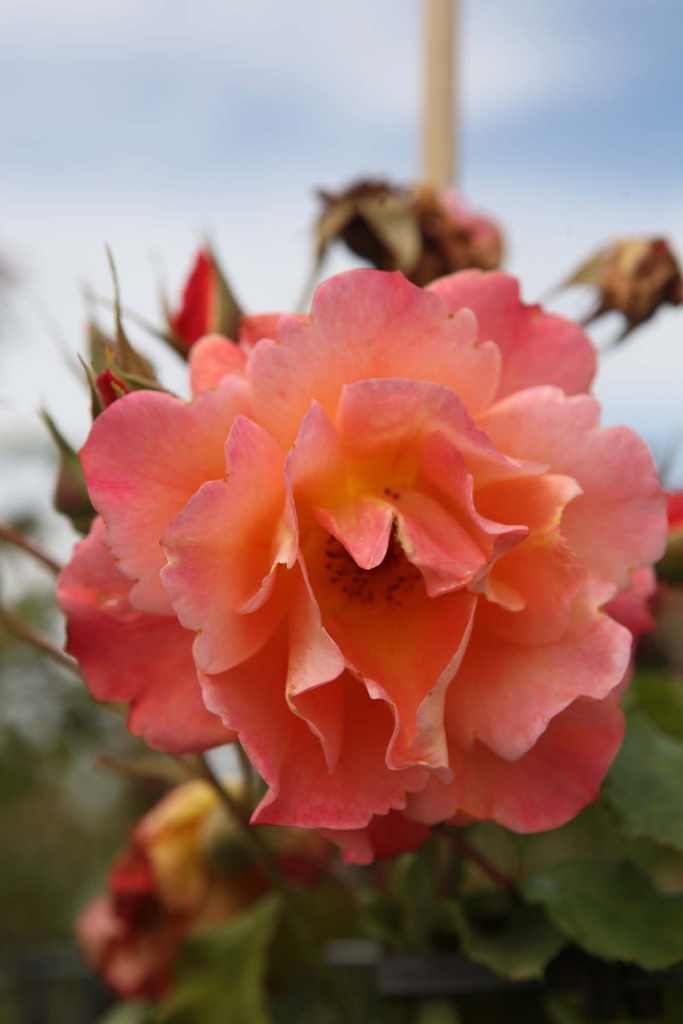 ROSA (H) 'NEVADA'