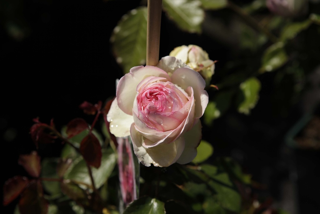ROSA (K) 'CONSTANCE SPRY'
