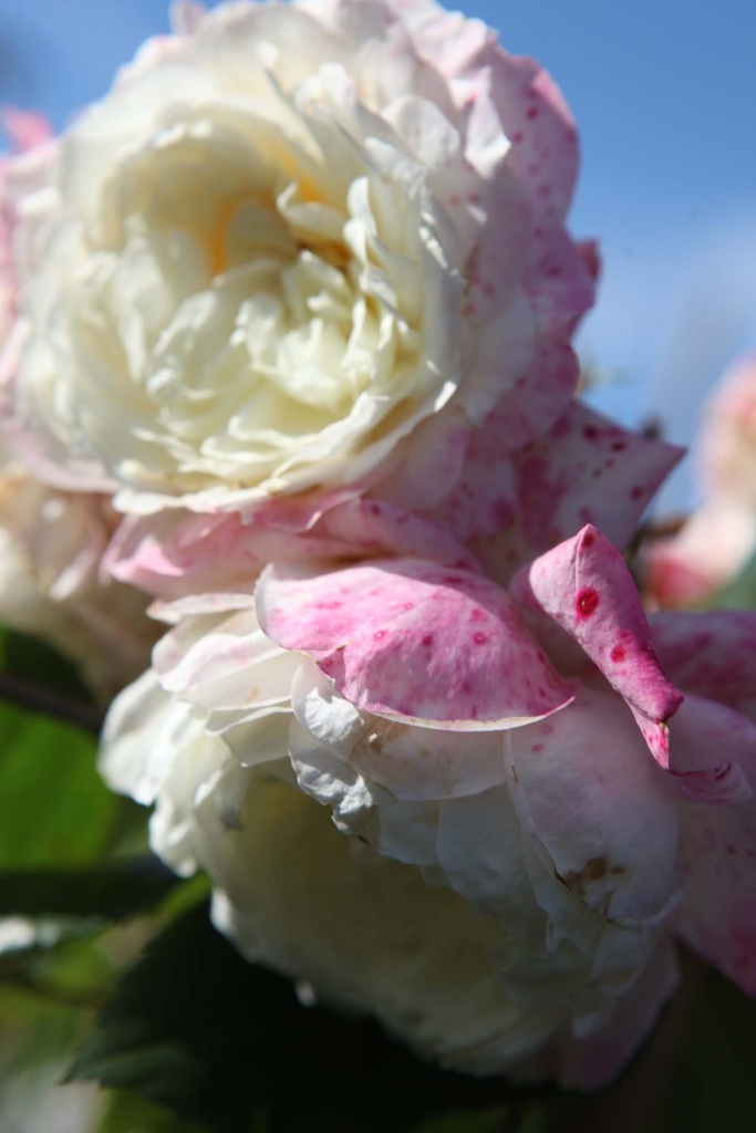 ROSA (P) 'ALASKA'