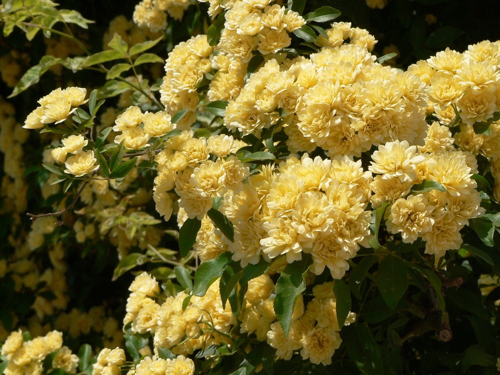 ROSA BANKSIAE 'LUTEA'