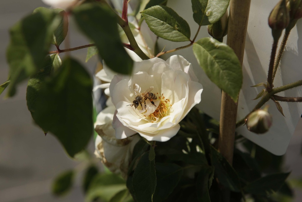ROSA 'CLIMBING SCHNEEWITTCHEN®'