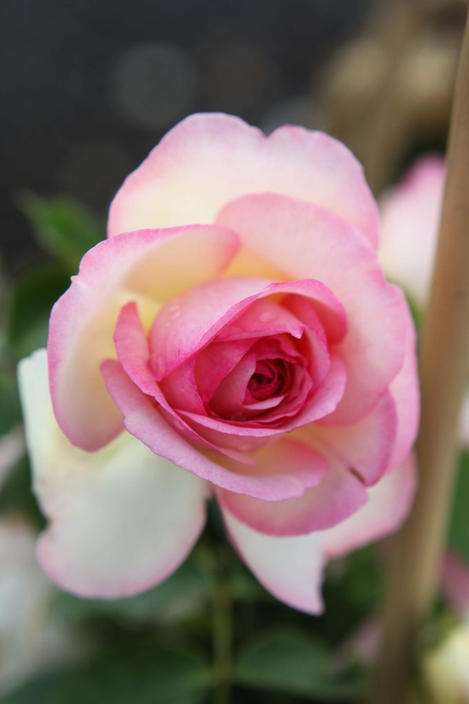 ROSA 'EDEN ROSE® '88'