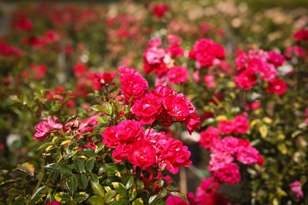 [xx] ROSA 'FAIRY QUEEN®' (Pot, 100 cm stam)