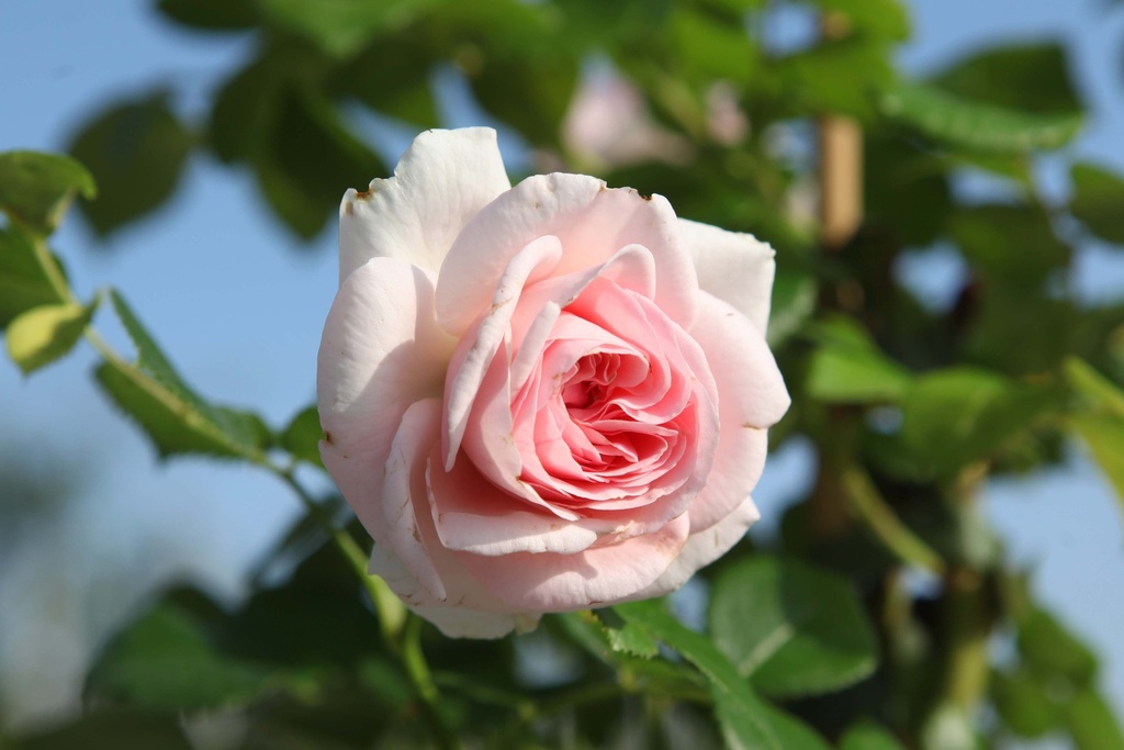 ROSA 'GIARDINA'