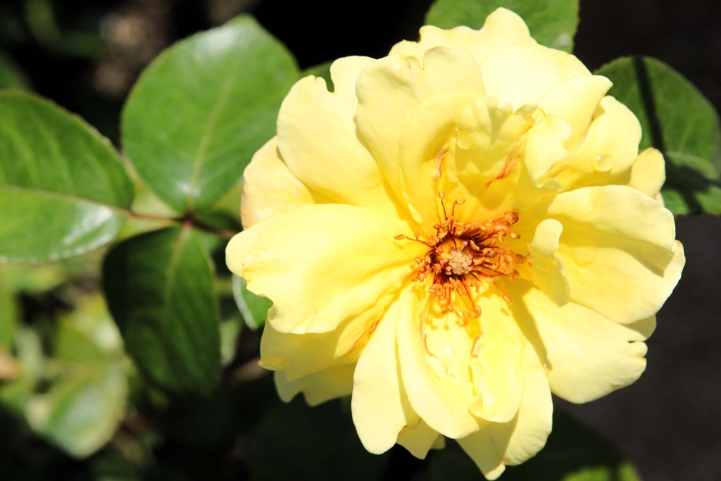 ROSA 'GOLDEN SHOWERS'