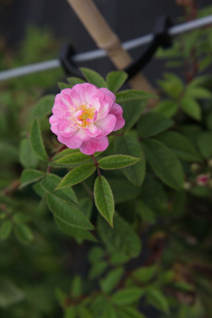 ROSA 'GUIRLANDE ROSE®'