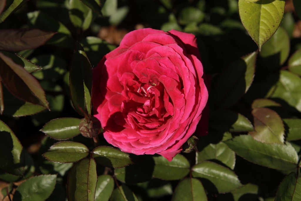 ROSA 'KASHMIR®' EASY ELEGANCE®