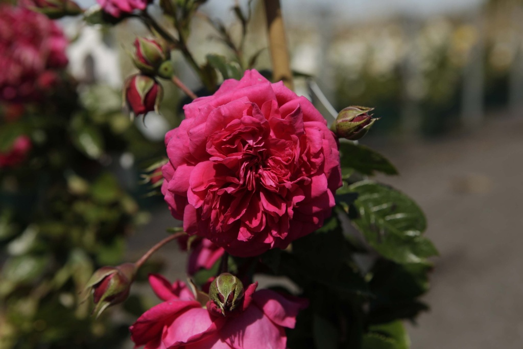 ROSA 'LAGUNA'