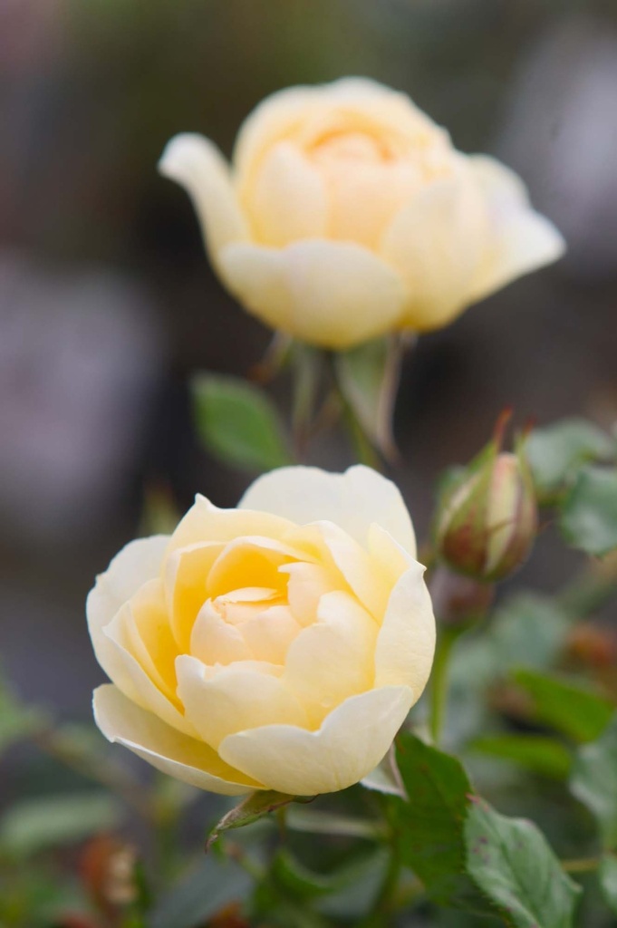 ROSA 'LUCKY'