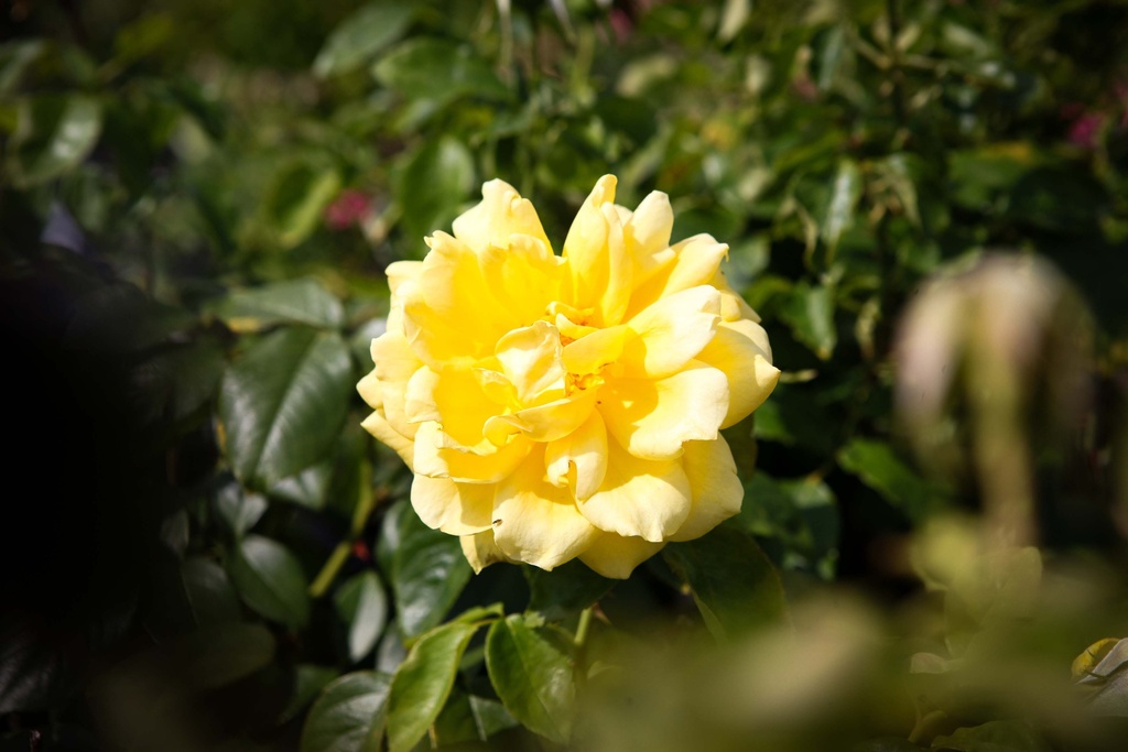 ROSA 'MELLGOLD'