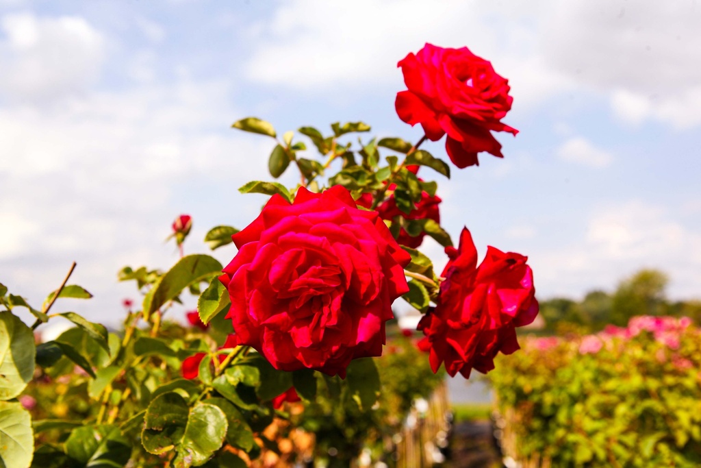 [xx] ROSA 'MELROSE' (Pot, 100 cm stam)