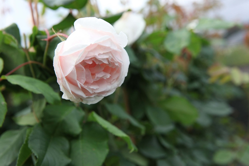ROSA 'MME ALFRED CARRIÈRE'