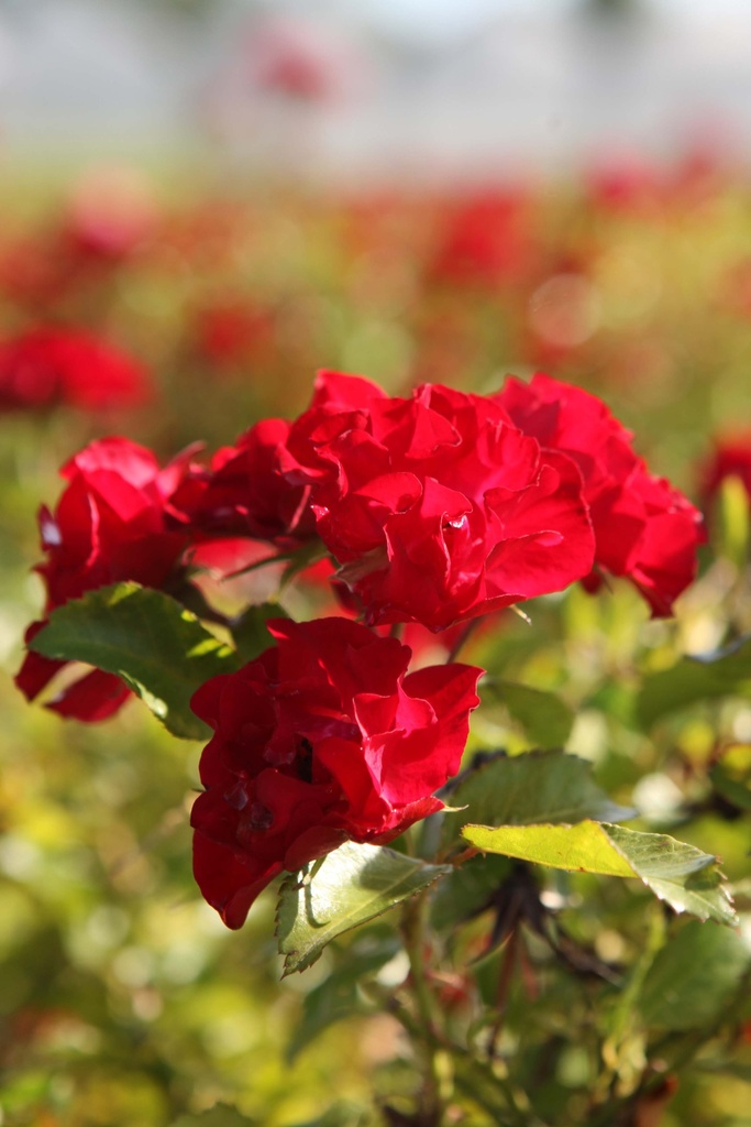 ROSA 'MYSTIC FAIRY' EASY ELEGANCE®