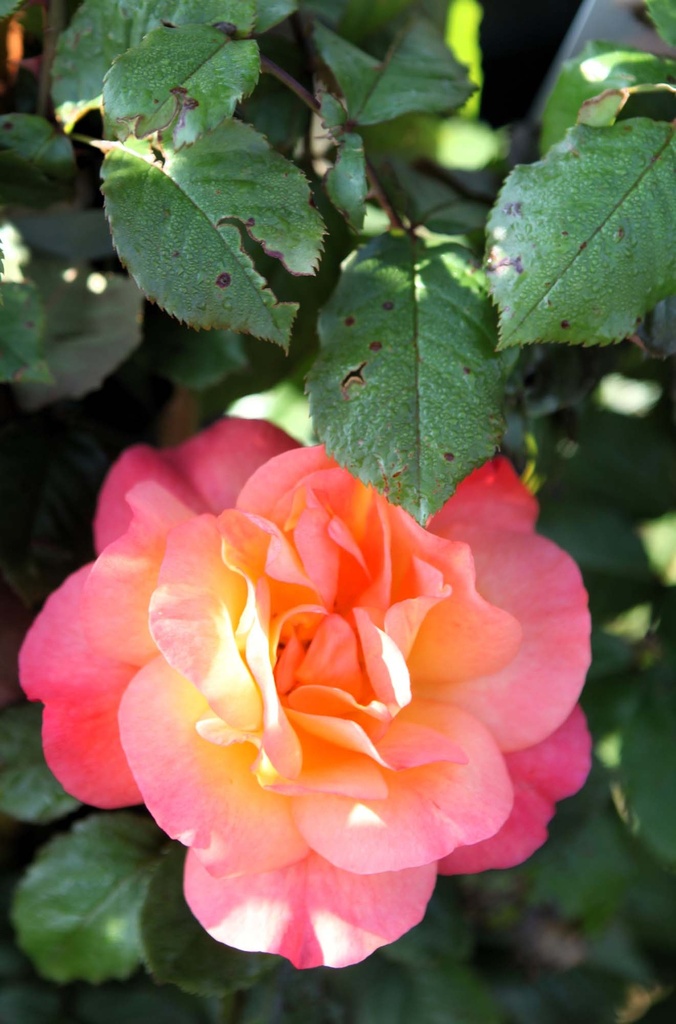 [xx] ROSA 'PHYLLIS BIDE' (Pot 3 litres, 80-100 cm)