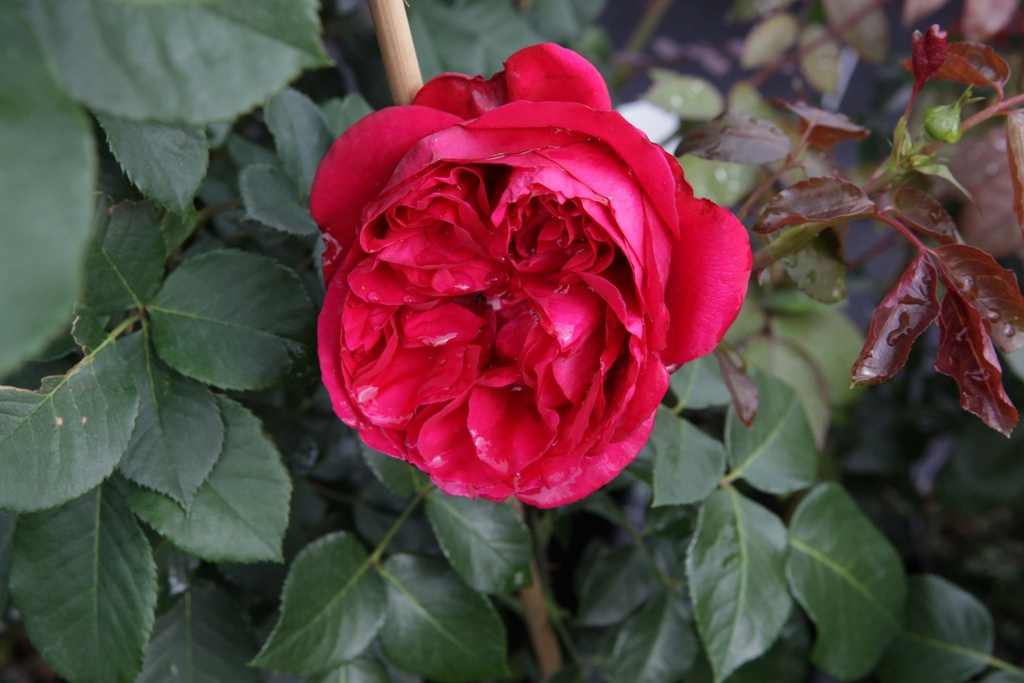 ROSA RED EDEN ROSE®