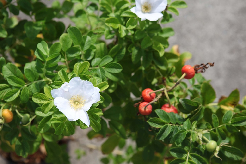 ROSA RUGOSA 'ALBA'