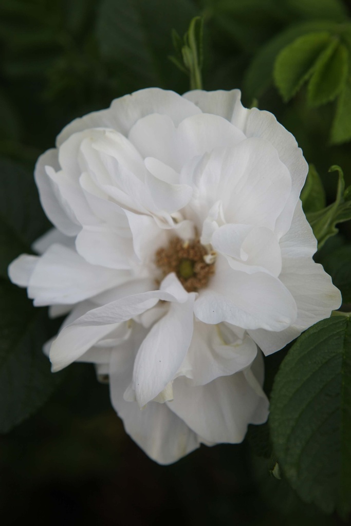 ROSA RUGOSA 'BLANC DOUBLE DE COUBERT'