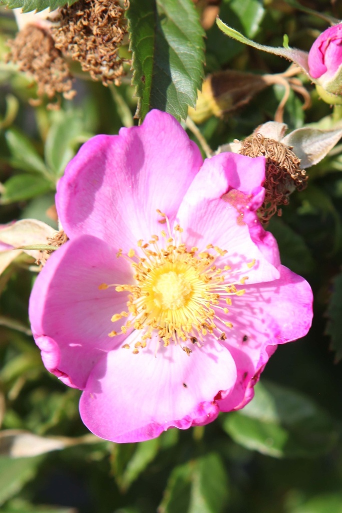 [xx] ROSA RUGOSA JAM-A-LICIOUS (Pot 3 litres, 30-40 cm)