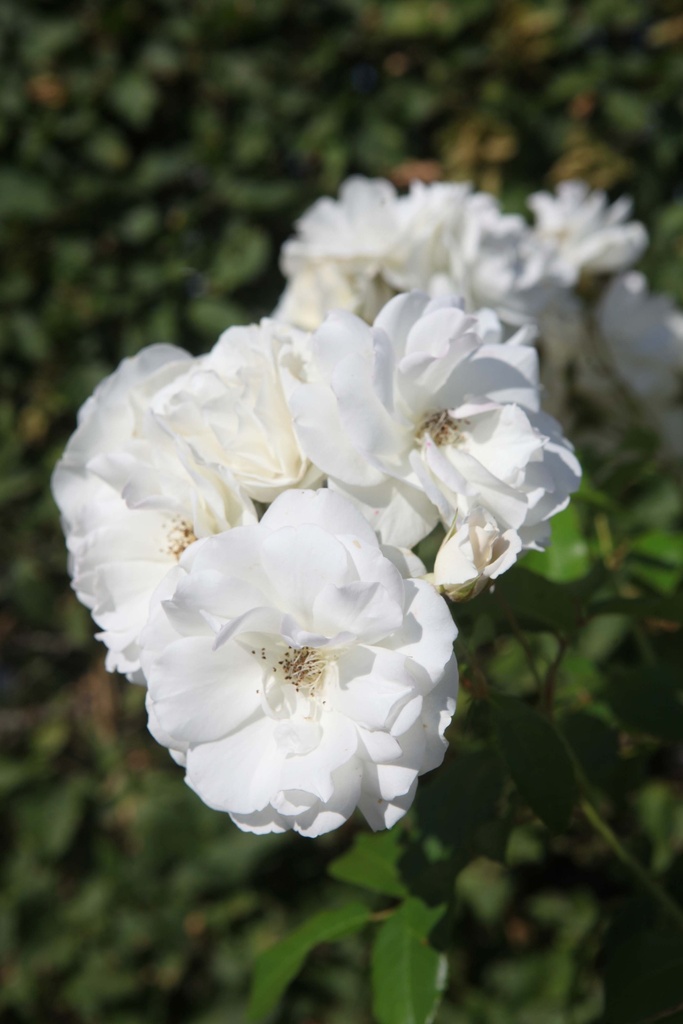 [xx] ROSA SCHNEEWITTCHEN® (Pot, 100 cm stam)