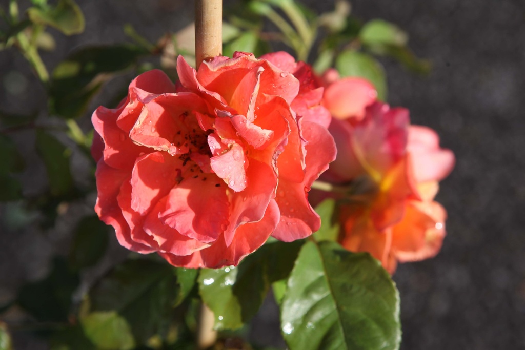 [xx] ROSA 'WESTERLAND' (Pot 3 litres, 80-100 cm)